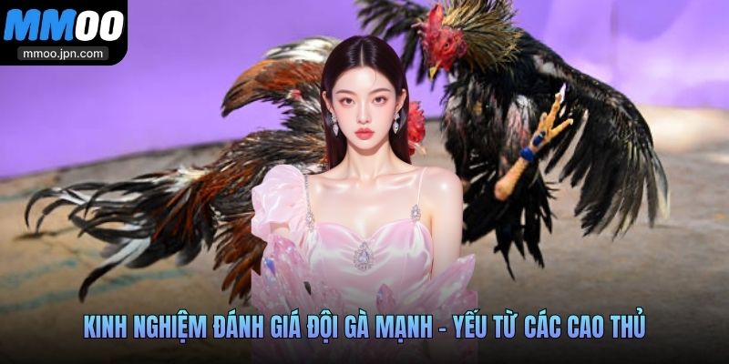 Kinh nghiệm đánh giá đội gà mạnh - yếu từ các cao thủ